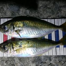 数日前と違い不発